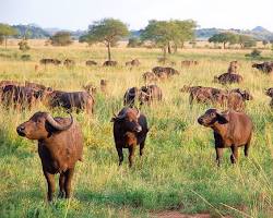 Buffalo in Kidepo Valley National Park