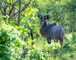 Greater kudu in Kidepo Valley NP