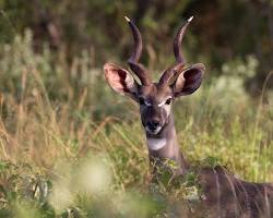 Lesser kudu in Kidepo Valley NP