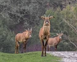 Roan antelope in Kidepo Valley Nati