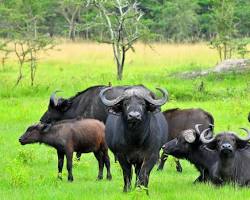 Buffaloes in Lake Mburo National Park