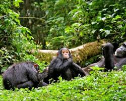 Chimpanzee trekking, Kibale National Park