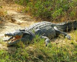 Crocodiles in Lake Mburo National Park