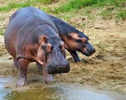 Hippopotamuses in Lake Mburo