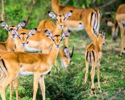Impalas in Lake Mburo National Park